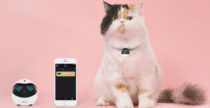 Ebo Catpal, il compagno di giochi del tuo gatto è hi-tech